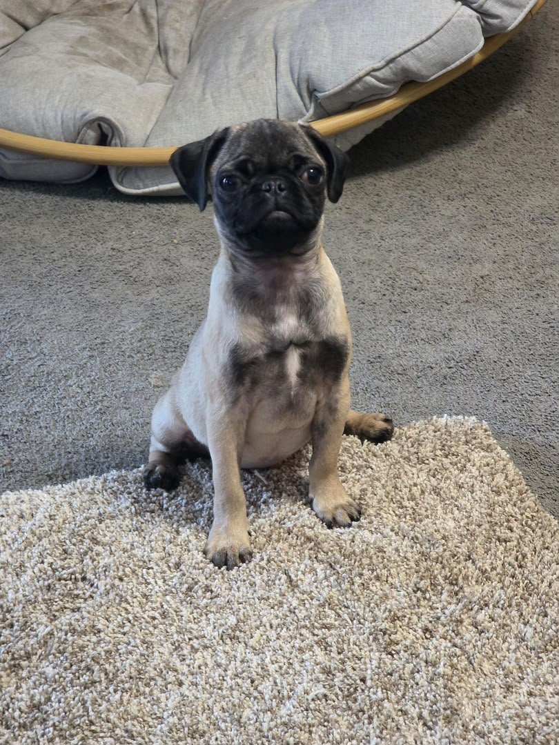 Duke — Pug Puppy
