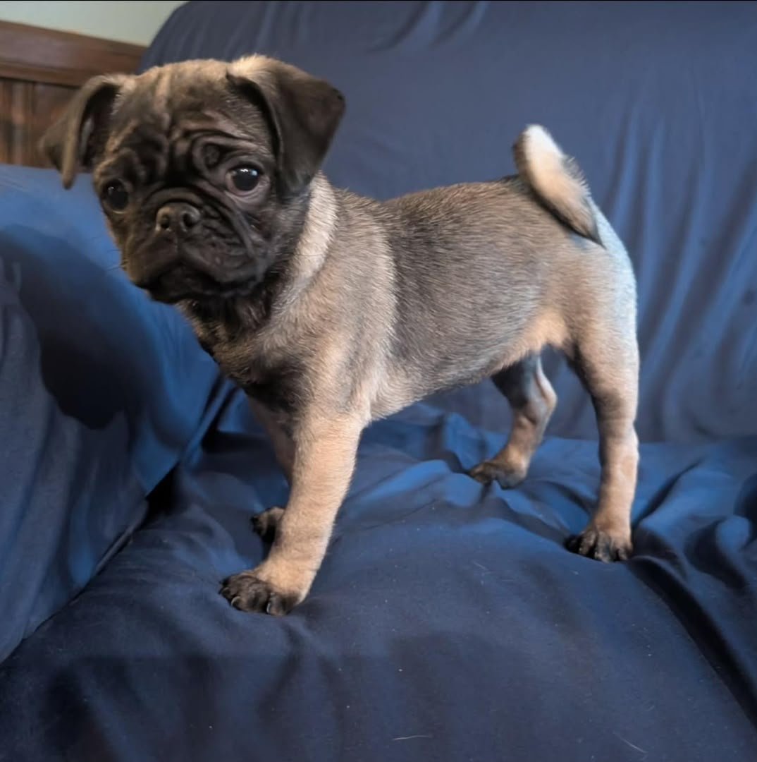 Chloe — Pug Puppy