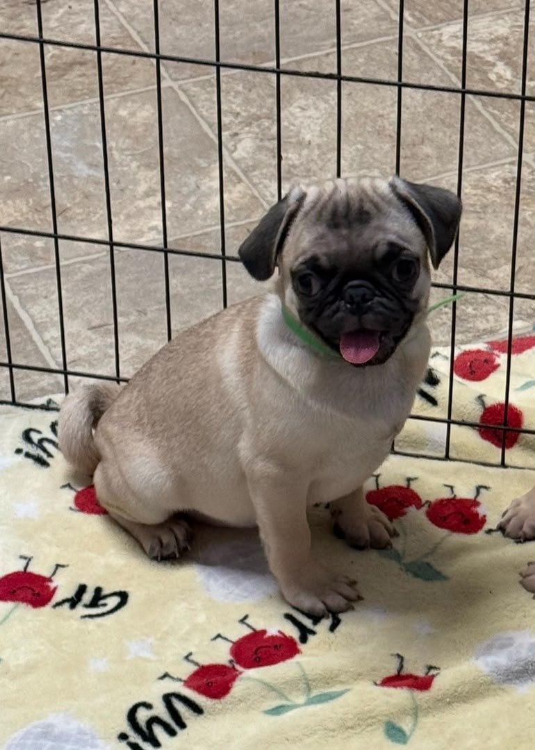 Toby — Pug Puppy