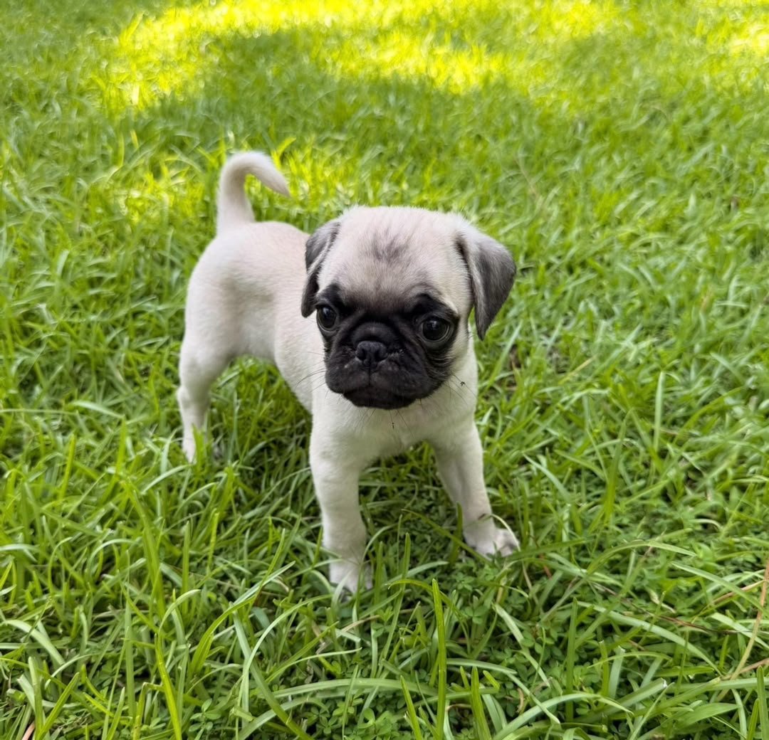 Otis — Pug Puppy