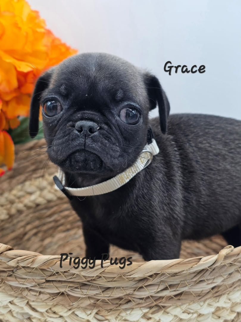 Grace — Pug Puppy