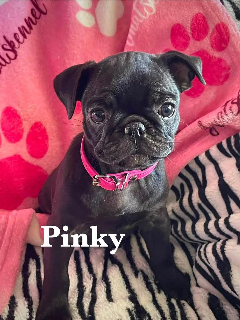 Pinky — Pug Puppy